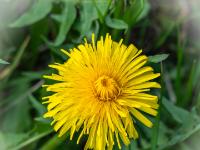 Löwenzahn Blüte